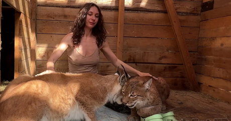 Bobcat
