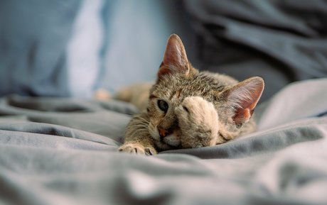 Fosterkittendad